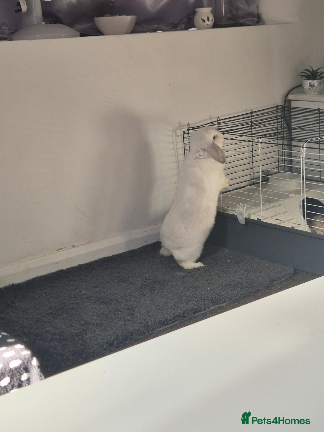 Mini Lop rabbits for sale: Rabbit for adoption - Advert 10