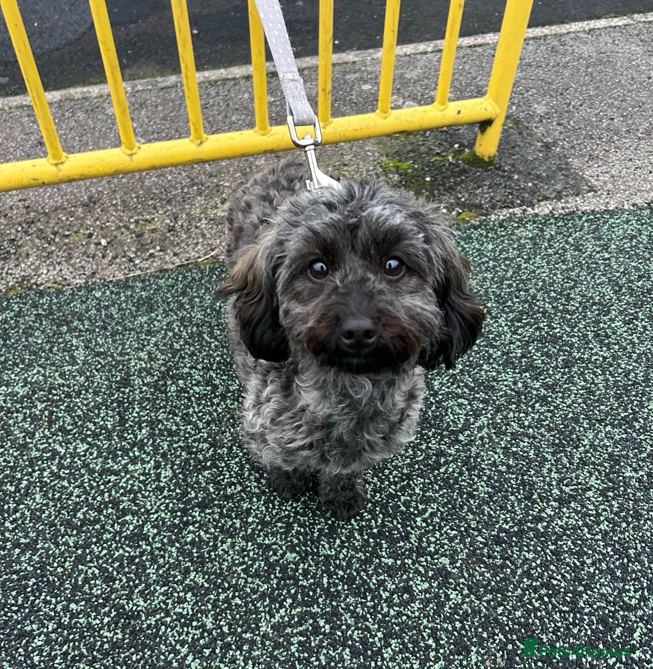 Doxiepoo dogs  Doxie-poo Looking for a Loving Forever Home - Advert 4