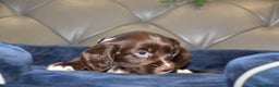 Cocker Spaniel dogs for sale: Kc Reg Health Tested Cocker Spaniel Puppies - Advert 28