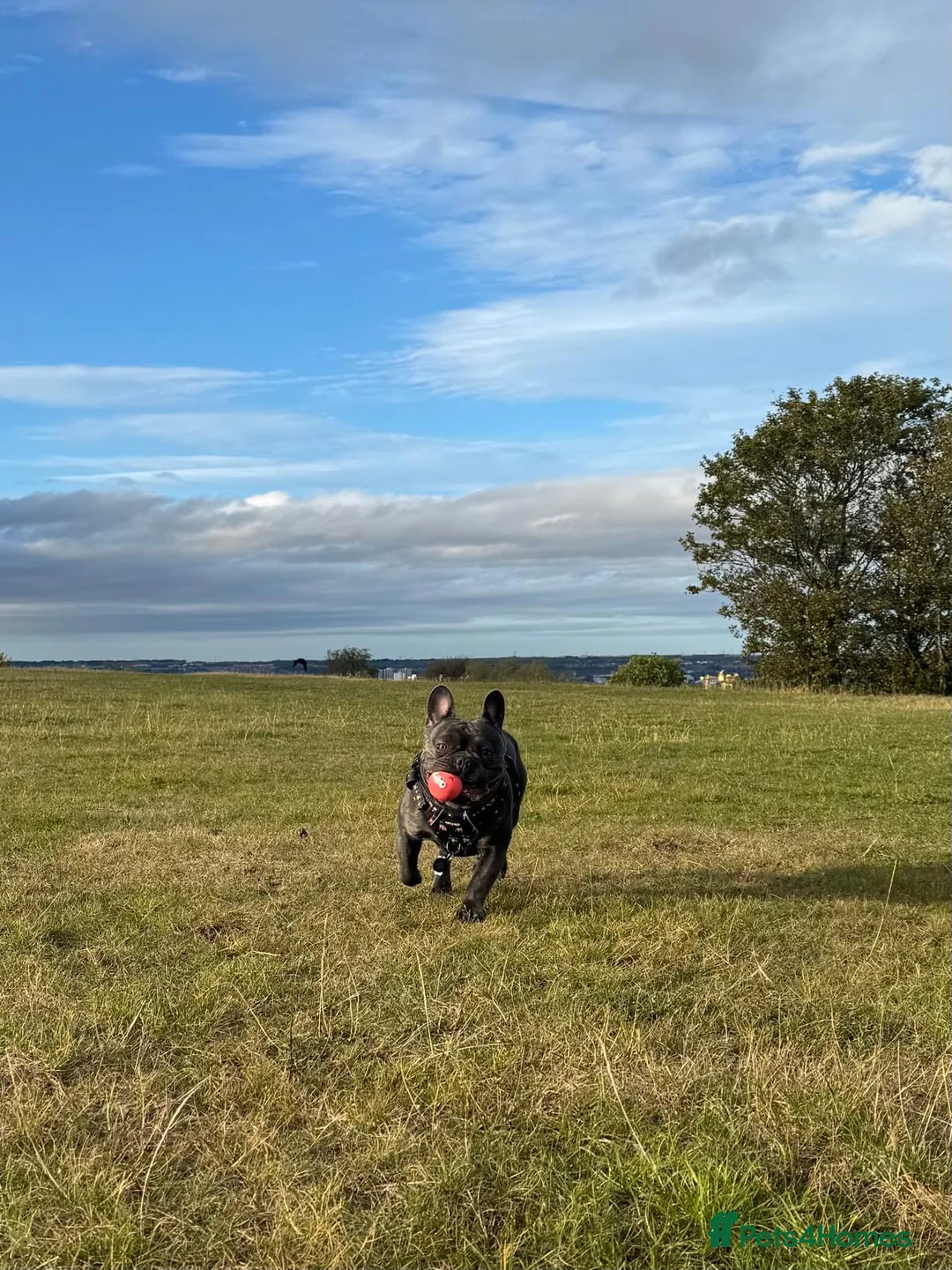 French Bulldog dogs for stud: Blue French Bulldog For Stud  - Advert 6