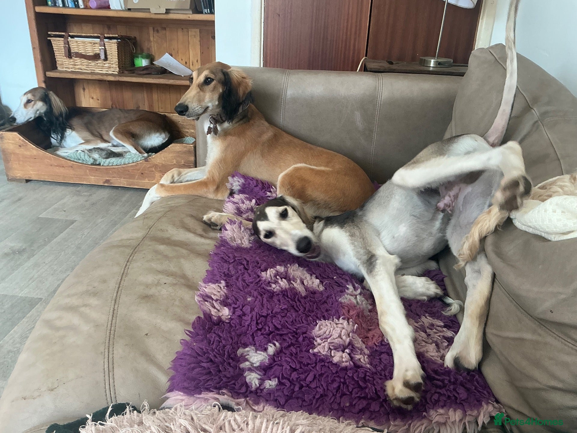 Saluki dogs Reduced! Beautiful KC Saluki pups champion lines - Advert 2