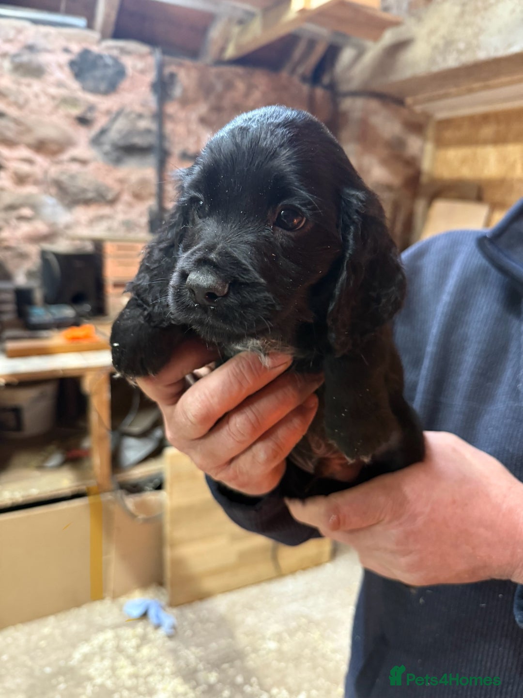 Cocker Spaniel dogs for sale: Cocker spaniel puppies - Image 11