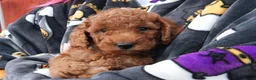 Mixed Breed dogs for sale: 1 RED BOY AVAILABLE TOY X MINIATURE POODLE PUPPIES - Advert 12