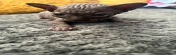 Sphynx cats for sale: Beautiful sphynx babies  - Advert 2