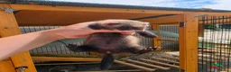 Ferret rodents for sale: Ferret kits - Advert 7