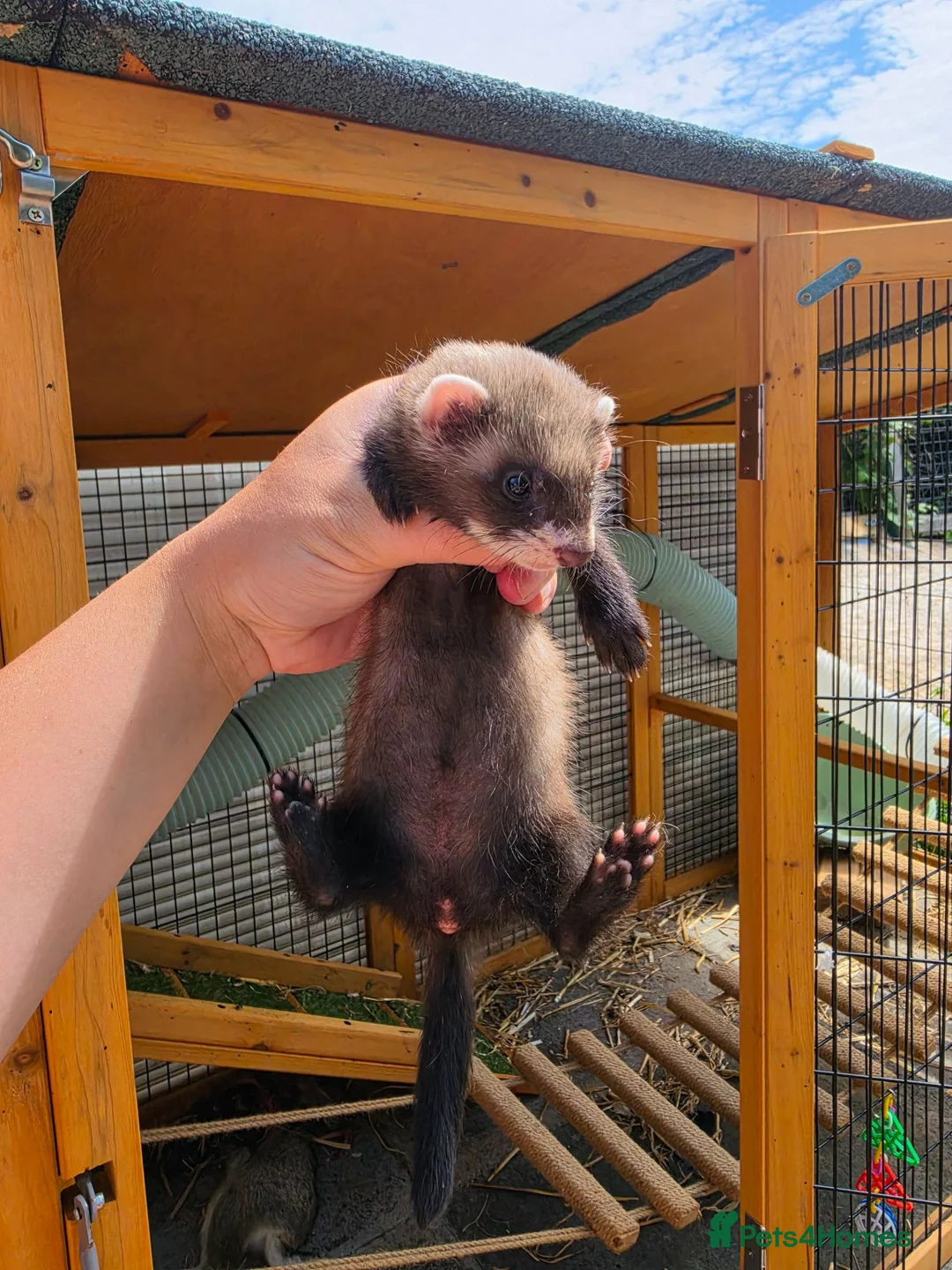 Ferret rodents for sale: Ferret kits - Advert 7