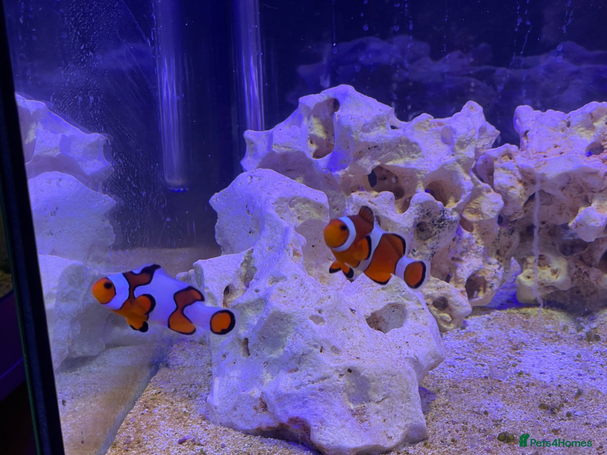 Other/Mixed Breed fish Clownfish Pair - Advert 1
