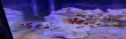 Other/Mixed Breed fish for sale: Clownfish Pair - Advert 1