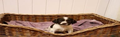 English Springer Spaniel Puppy 6