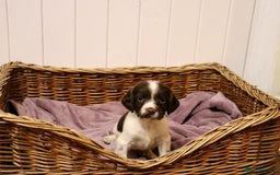 English Springer Spaniel dogs for sale: Working Bred Springer Spaniel Puppies For Sale.  - Image 13