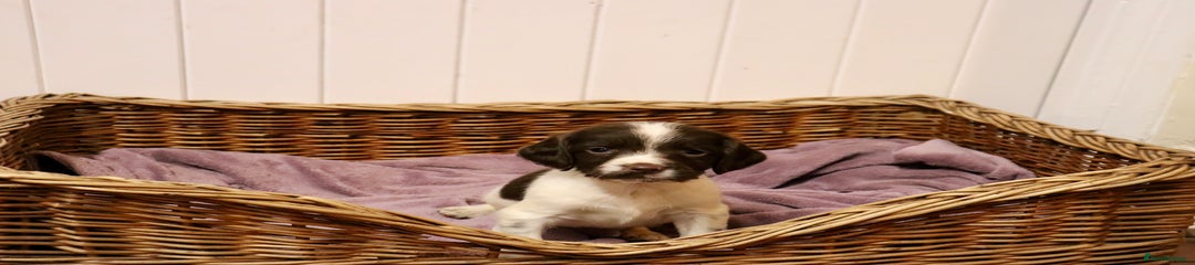 English Springer Spaniel Puppy 6