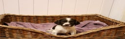 English Springer Spaniel dogs for sale: 1 BOY LEFT!! Working Bred Springer Spaniel.  - Advert 18