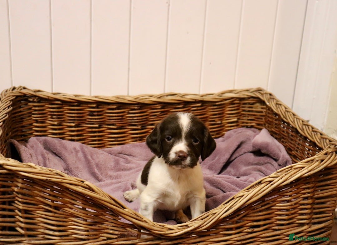 English Springer Spaniel dogs for sale: Working Bred Springer Spaniel Puppies For Sale.  - Image 13