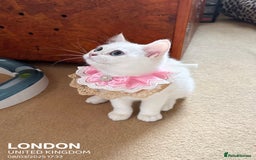 British Shorthair cats for sale: British shorthair last girl (price negotiable) - Image 4