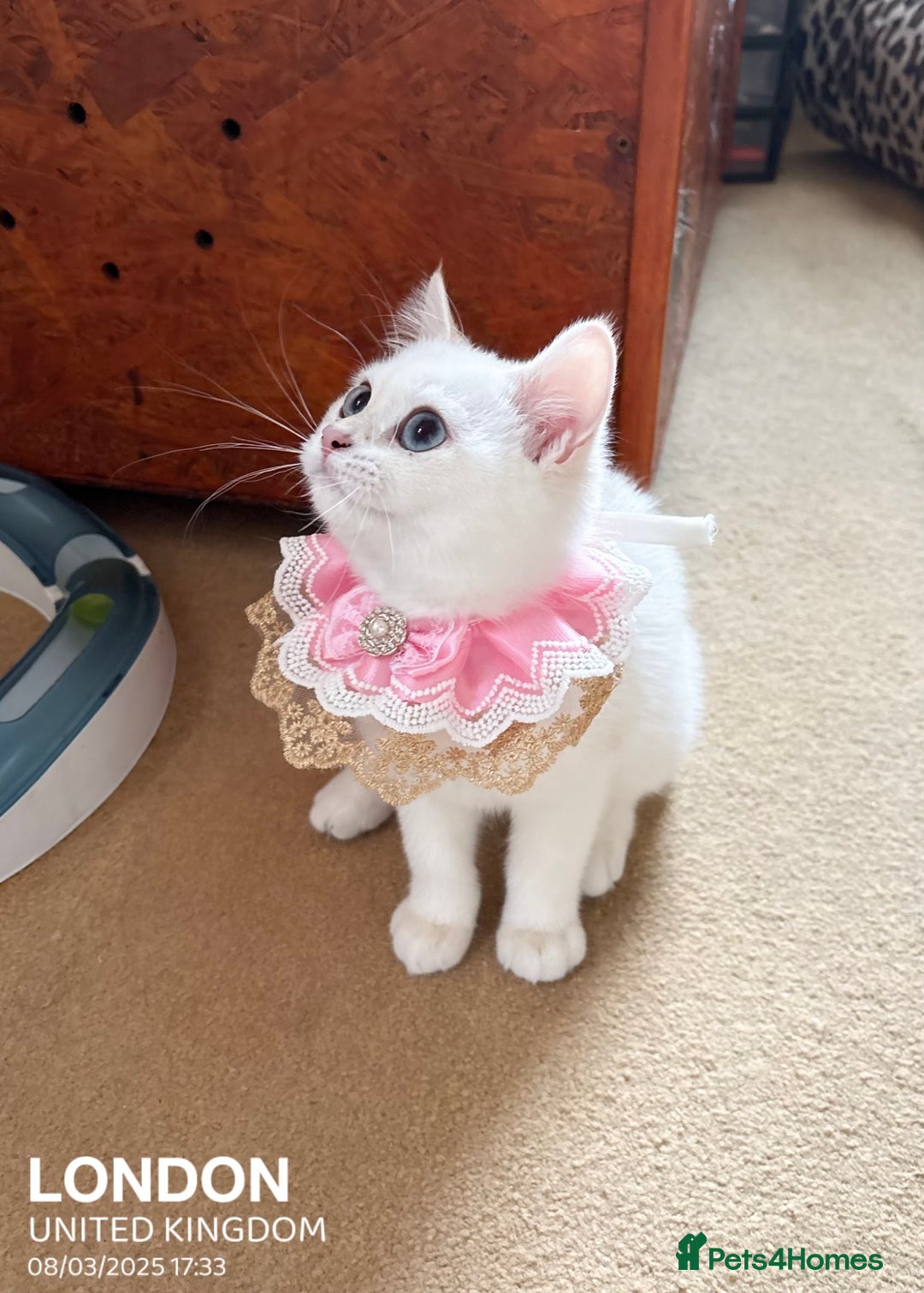 British Shorthair cats for sale: British shorthair last girl (price negotiable) - Image 4