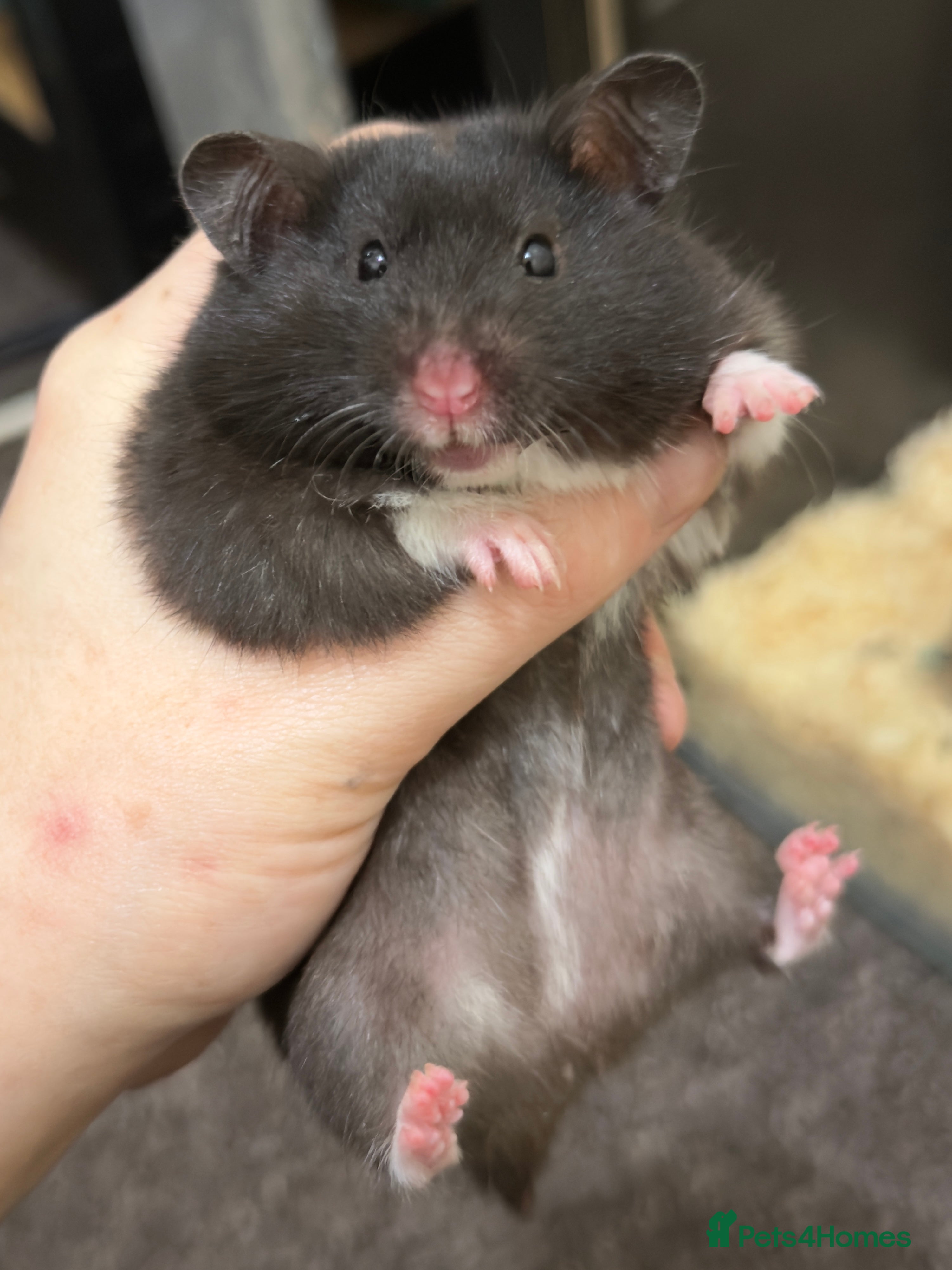 Hamster rodents Hamsters & full setups  - Advert 1