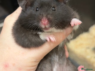 Hamster rodents Hamsters & full setups - Advert 1