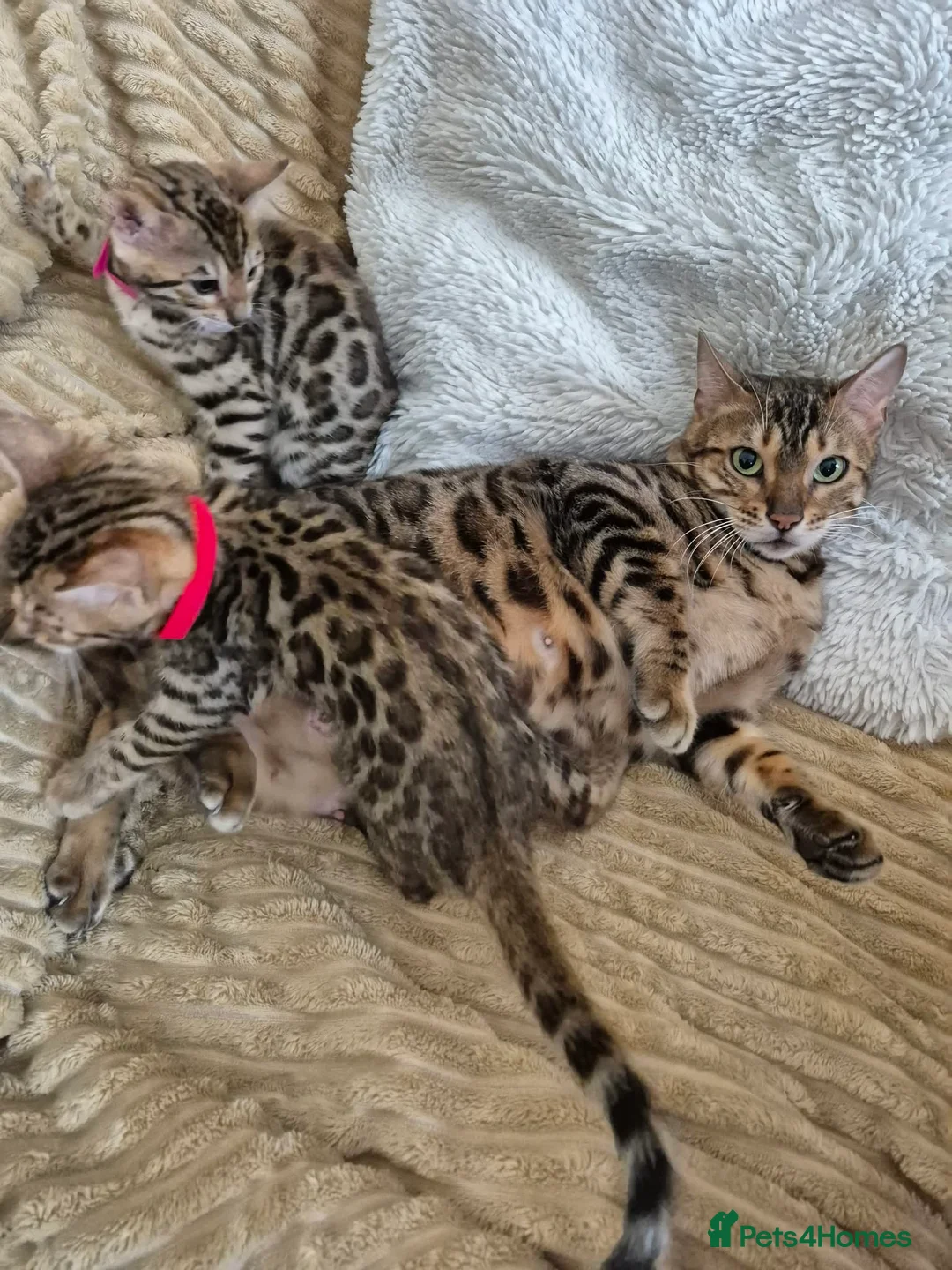 Bengal cats for sale: Bengal in Fraserburgh - Advert 1