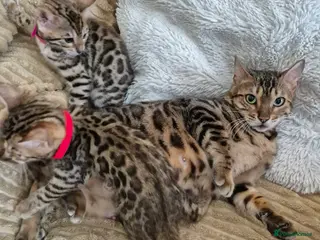 Bengal cats Bengal - Advert 5