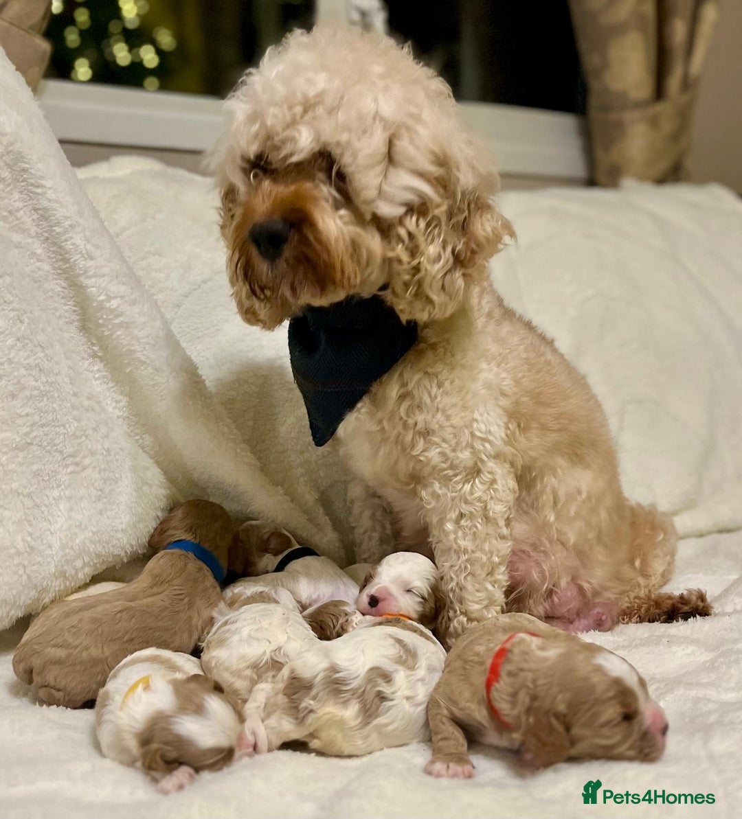 Cavapoo dogs for sale: F1B cavapoo puppies-extensively health tested - Advert 4
