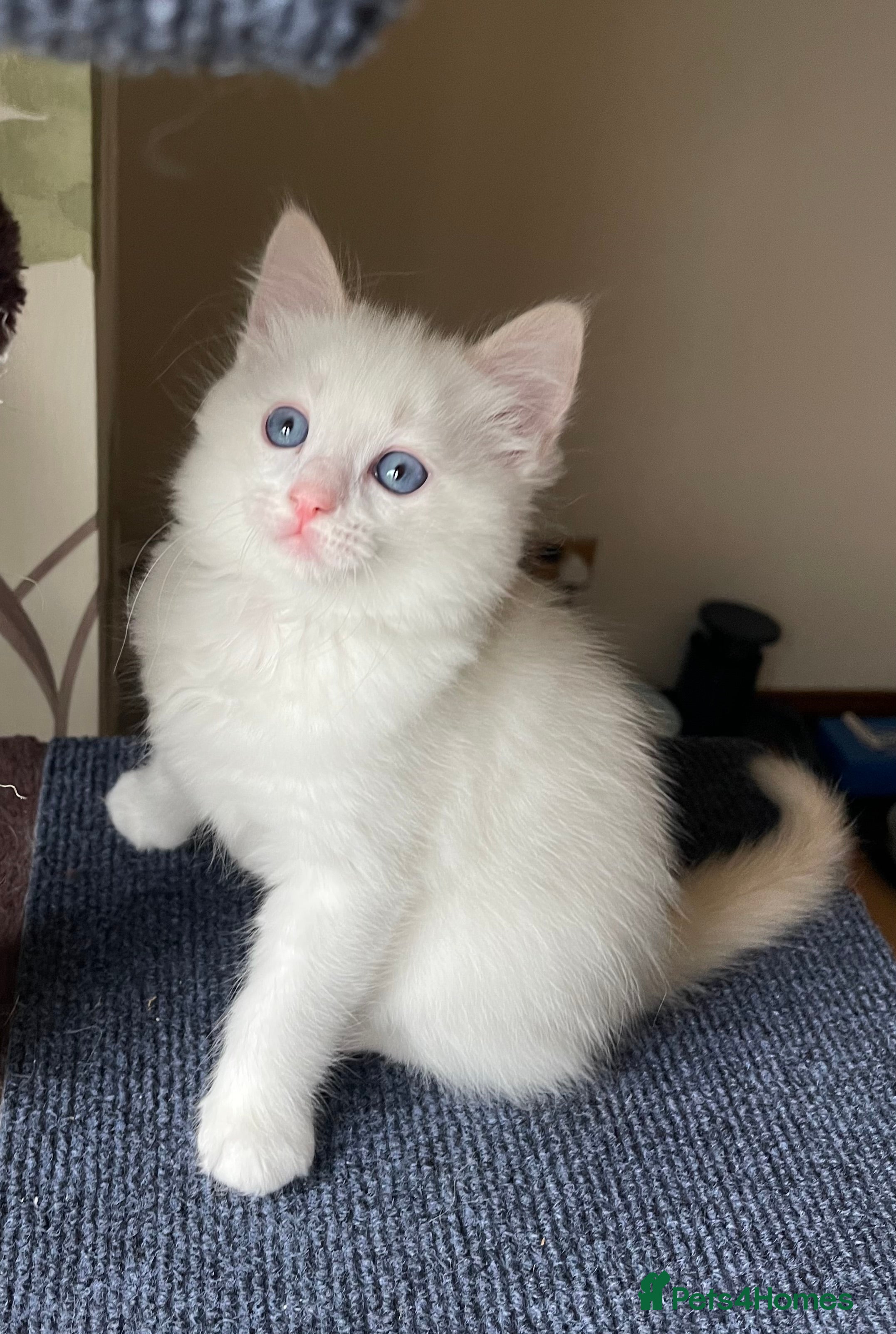 Ragdoll cats VERY RARE CREAM FLARE BICOLOUR RAGDOLL KITTEN - Advert 2