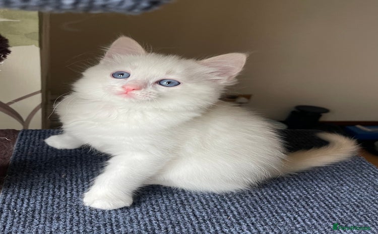 Ragdoll cats - Advert 15