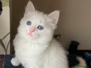 Ragdoll cats VERY RARE CREAM FLARE BICOLOUR RAGDOLL KITTEN - Advert 12