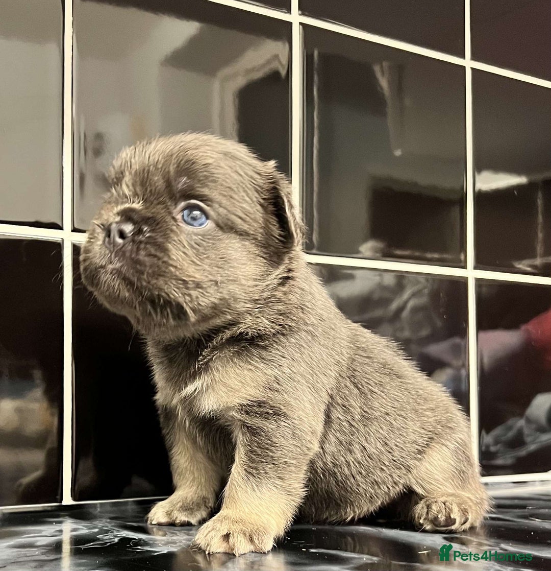 French Bulldog dogs for sale: 3 French bulldog females - Image 8