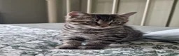 Mixed Breed cats for sale: 4 beautiful domestic longhair mixed kittens in Ellesmere Port - Advert 8