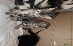 Bengal cats for sale: Kittens 7 weeks for sale  - Image 1