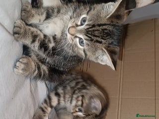 Bengal cats - Advert 35