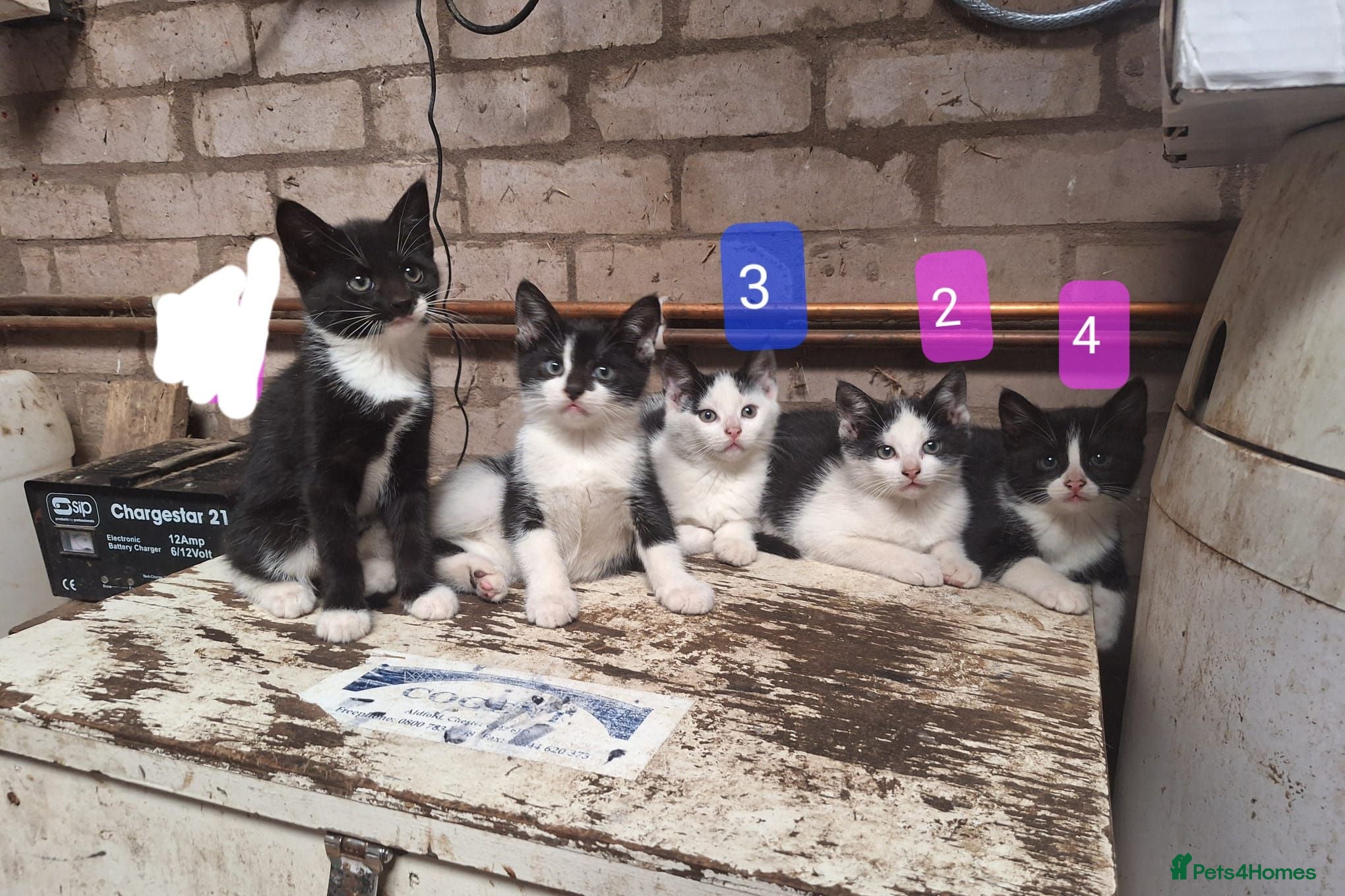 Mixed Breed cats Friendly farm kittens seeking their forever homes - Advert 1