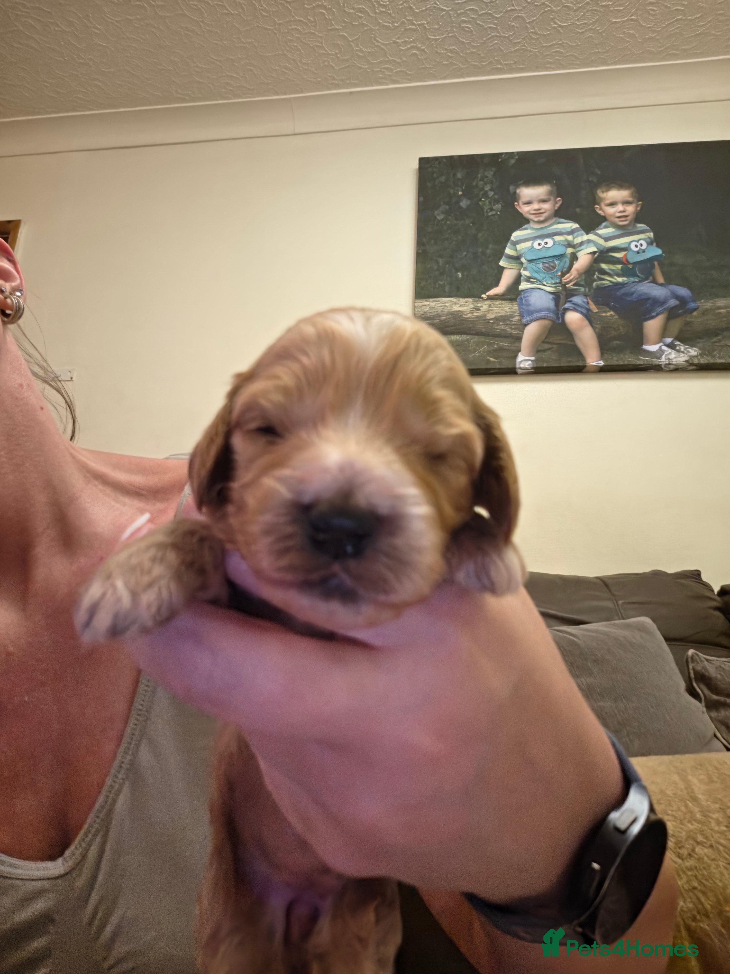 Cockapoo dogs for sale: Gorgeous F1 Cockapoo puppies  in Mansfield - Advert 12