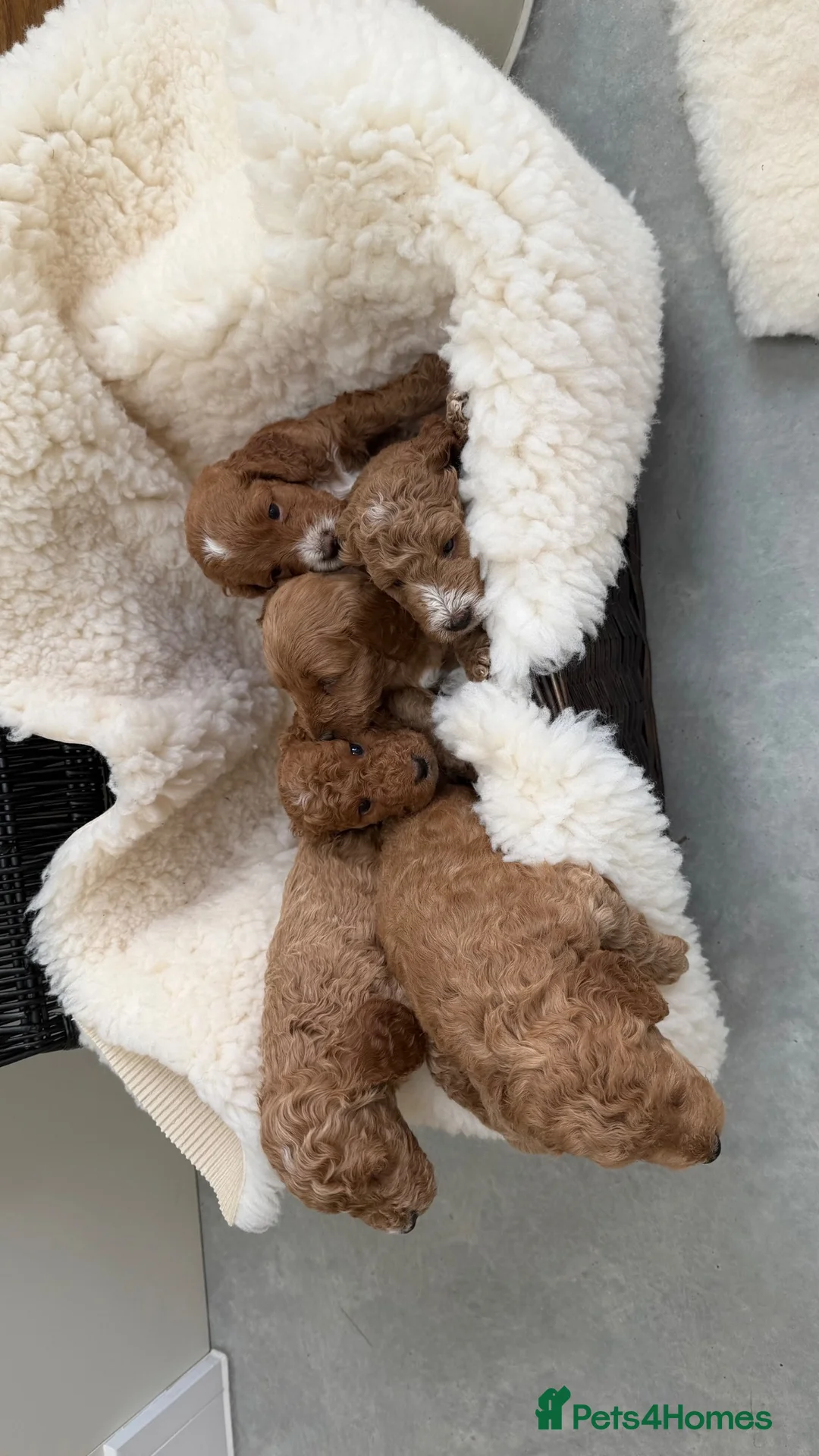 Cockapoo dogs for sale: Cockapoo puppies F1B  in Maidstone - Advert 9