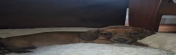 Dachshund dogs for sale: 2 Adorable Clever Little Boys. in Edinburgh - Advert 19