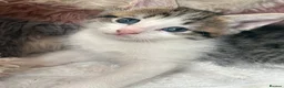 Domestic Shorthair cats for sale: 7 Bundles of fur 🤍🐾 - Advert 4