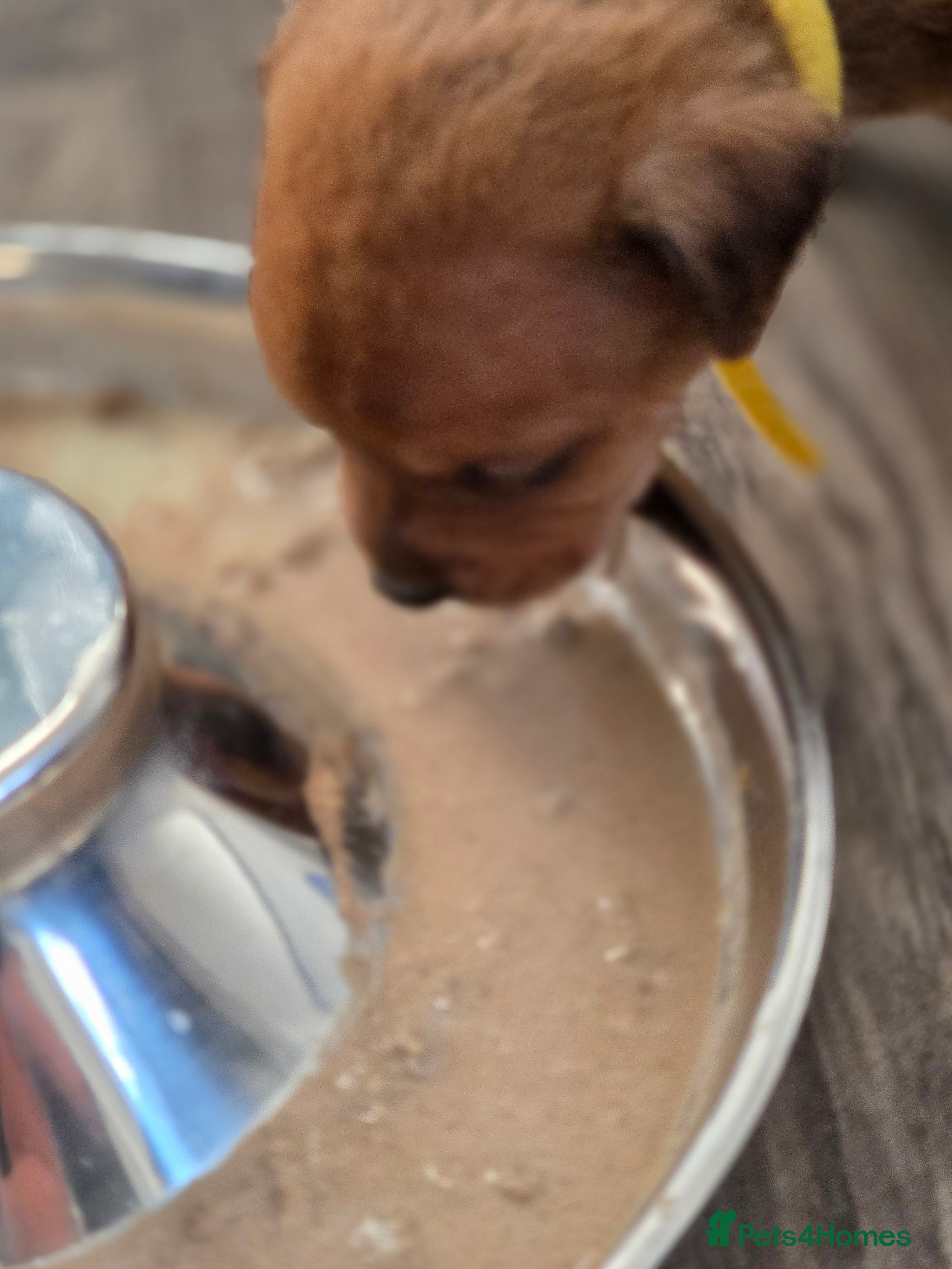 Mixed Breed dogs Beautiful coloured pups - Advert 2