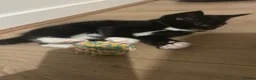 Mixed Breed cats for sale: Adorable litter of kittens  - Advert 9