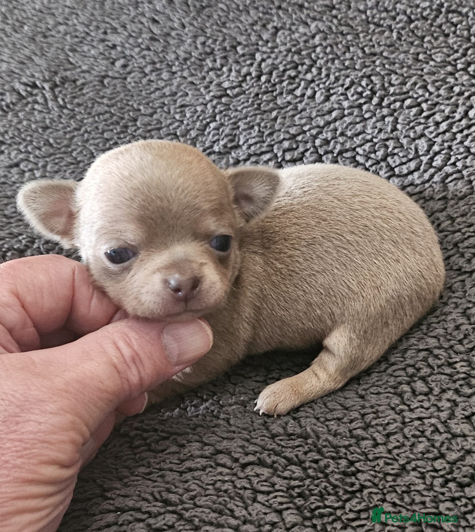 Chihuahua dogs SmoothCoat Chihuahua  - Advert 11