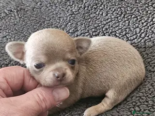 Chihuahua dogs SmoothCoat Chihuahua - Advert 11