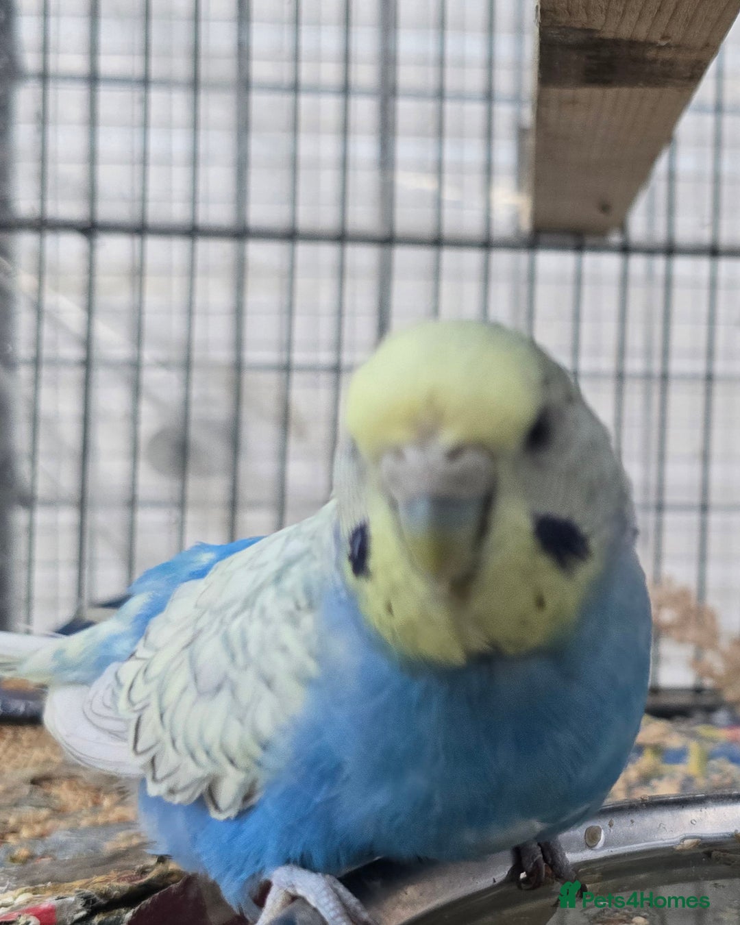 Lovebirds birds for sale: Love bird and breeding pairs of Budgies  - Advert 23