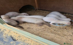 Ferret rodents for sale: Albino kits for sale - Image 2