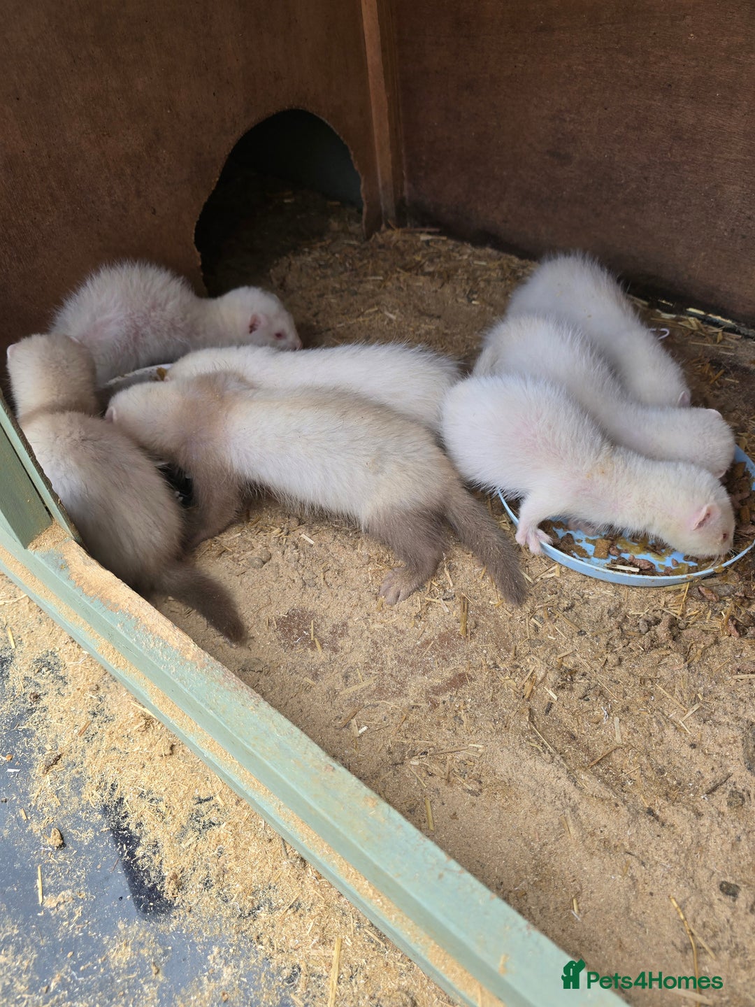 Ferret rodents for sale: Albino kits for sale - Image 2