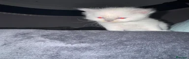 Ragdoll 1