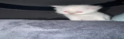 Ragdoll cats for sale: Ragdoll kittens - Advert 3