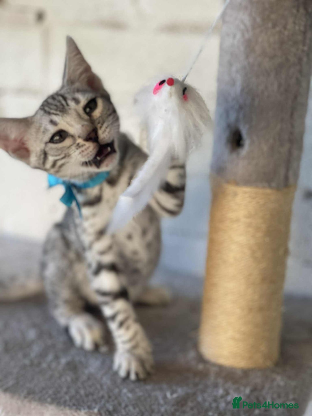 Bengal cats for sale: 🐾 Pedigree tica registered Bengal Kittens - Image 21