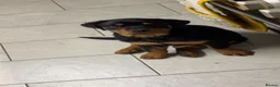 Rottweiler dogs for sale: Lovely Bubbly Rottie for sale  - Advert 6