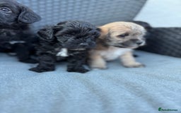 Yorkshire Terrier dogs for sale: Yorkies  - Image 2