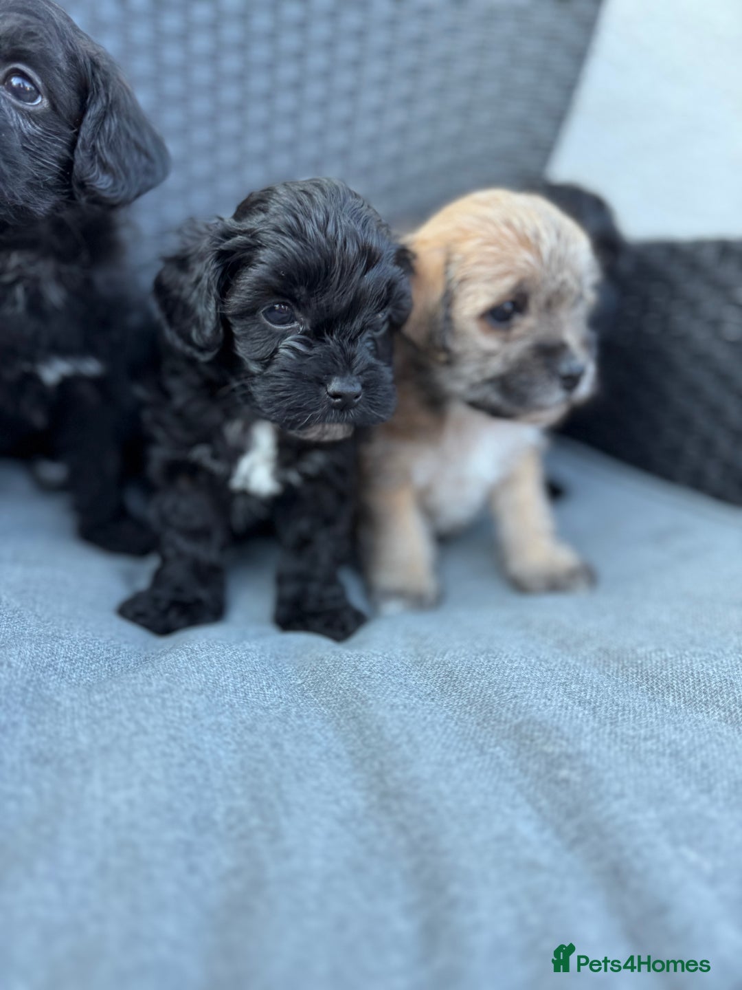 Yorkshire Terrier dogs for sale: Yorkies  - Image 2