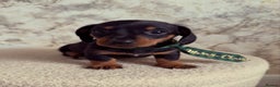 Miniature Dachshund dogs for sale: Miniature Dachshund  - Advert 9